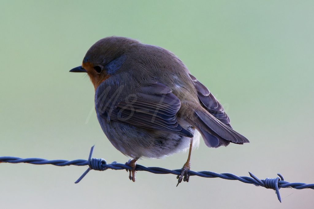 Rotkehlchen
