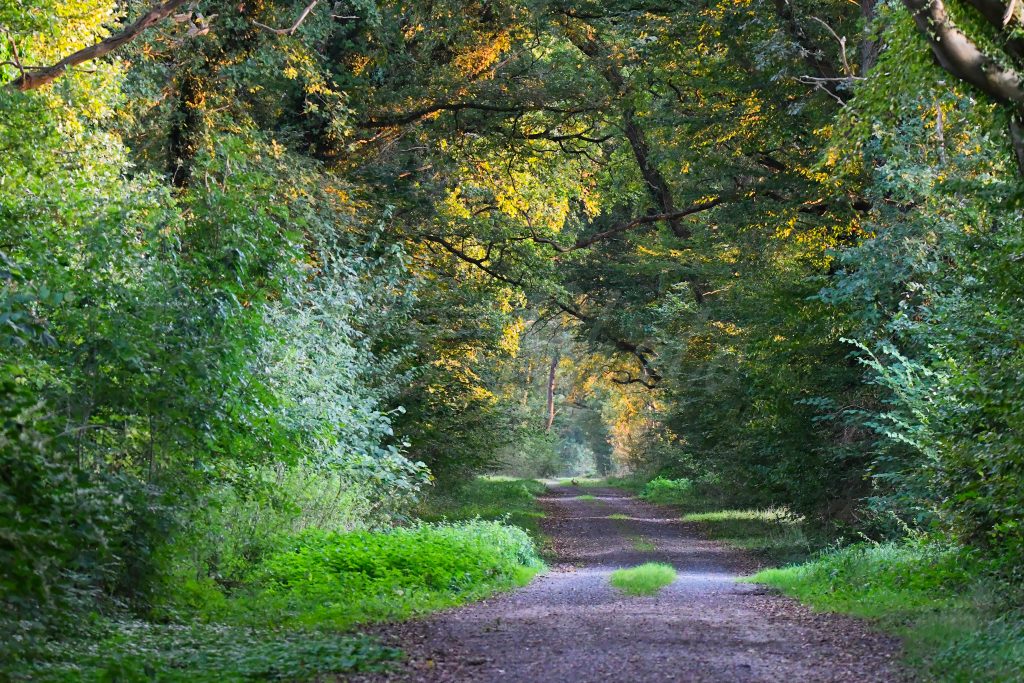 Weg nach Büggeln mit Hase