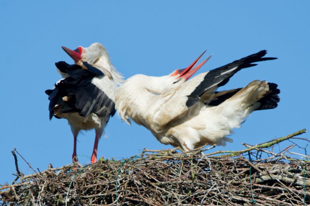 Albert und Alberta, unsere Nachbarn