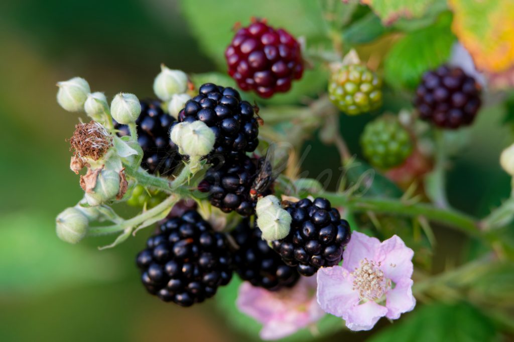 Brombeeren