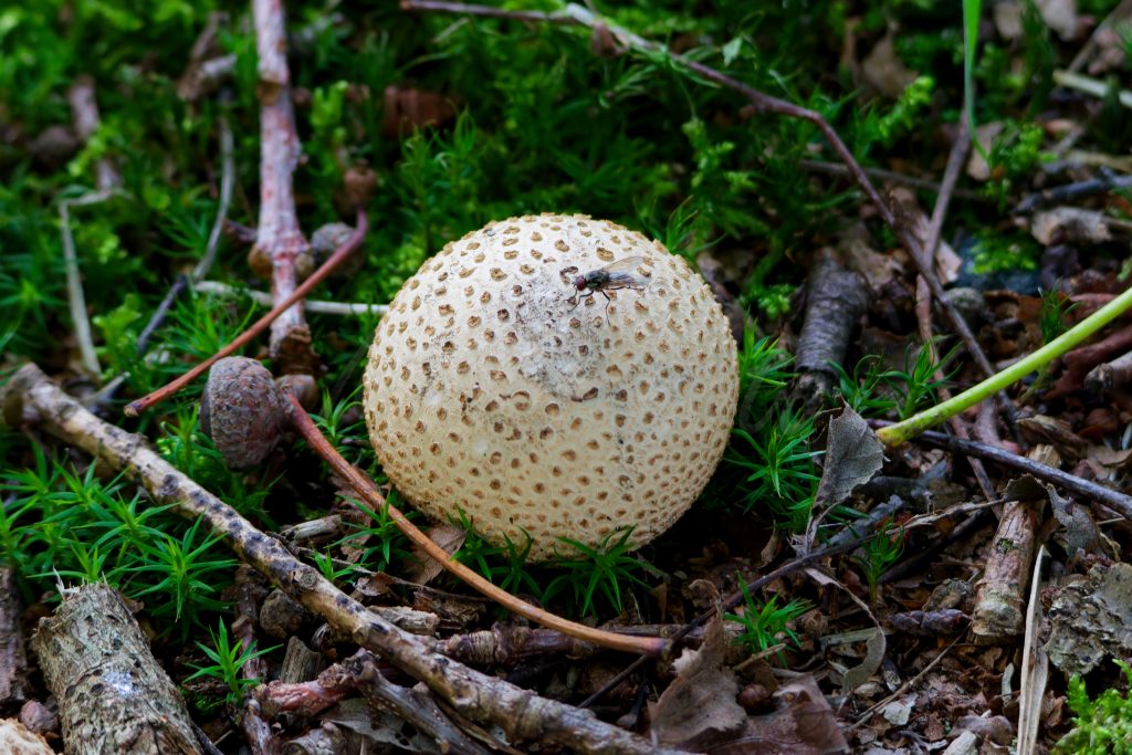 Bovist