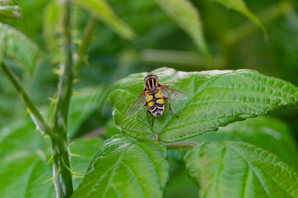 Sumpfschwebfliege