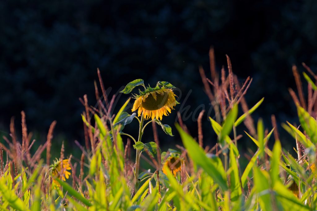 Sonnenblume