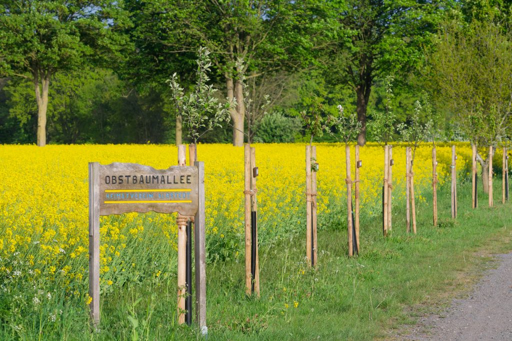 Obstbaumallee