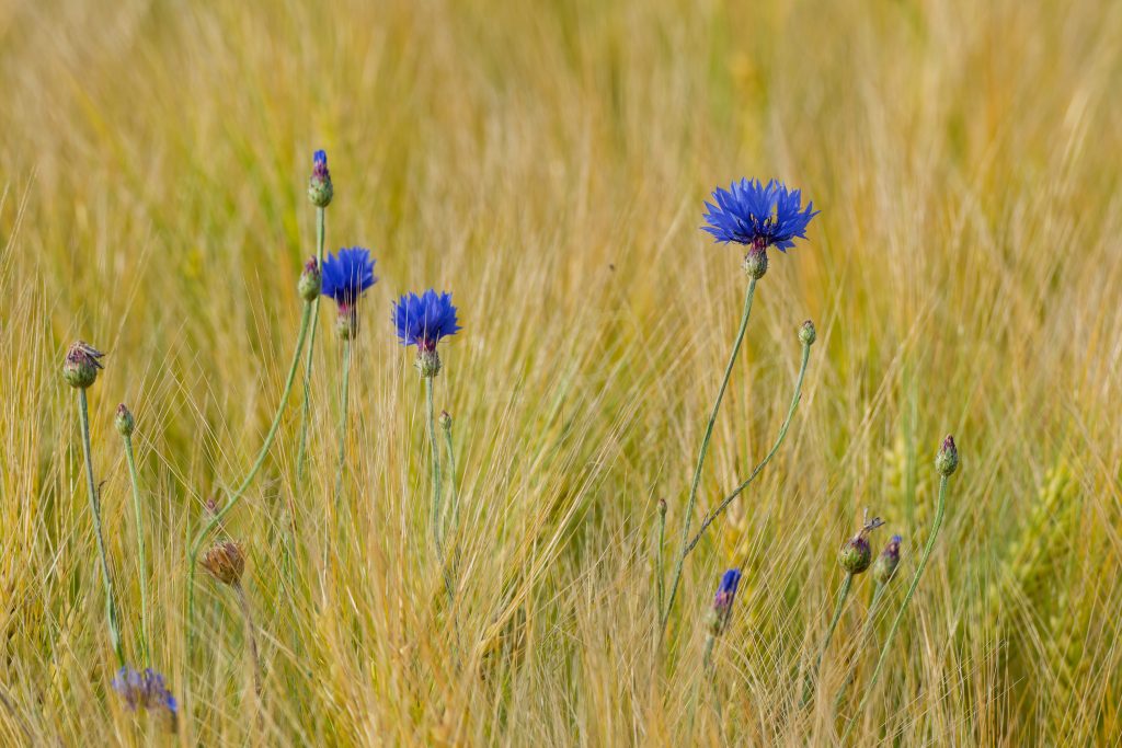 Kornblumen im Feld