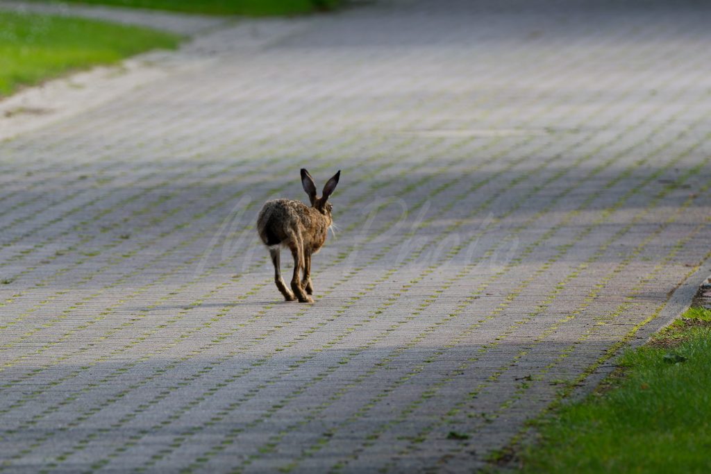 Hase auf "Im Dorfe"