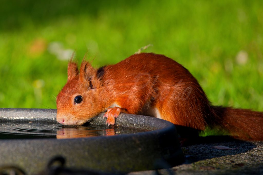 Eichhörnchen