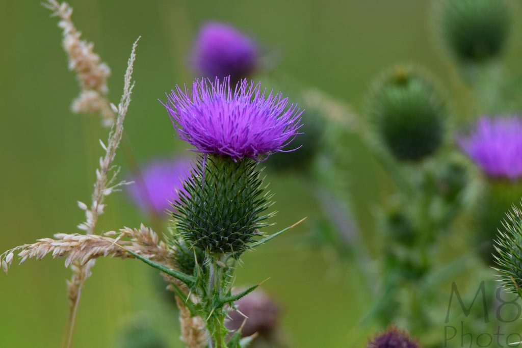 Distelblüte