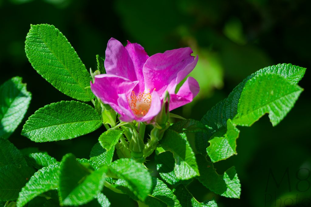 Heckenrose