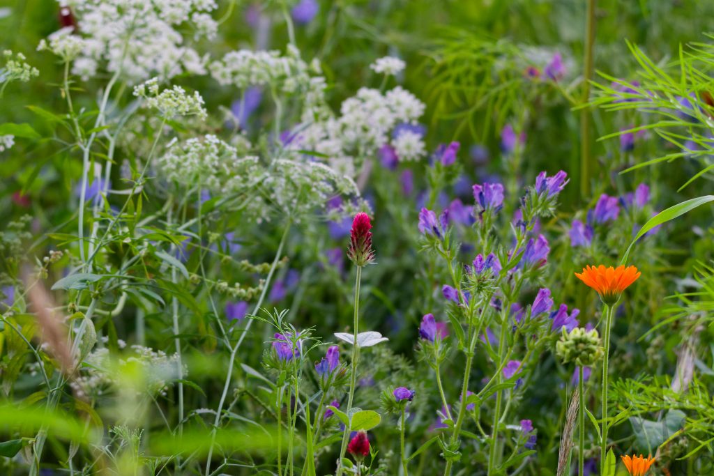 Blumenwiese