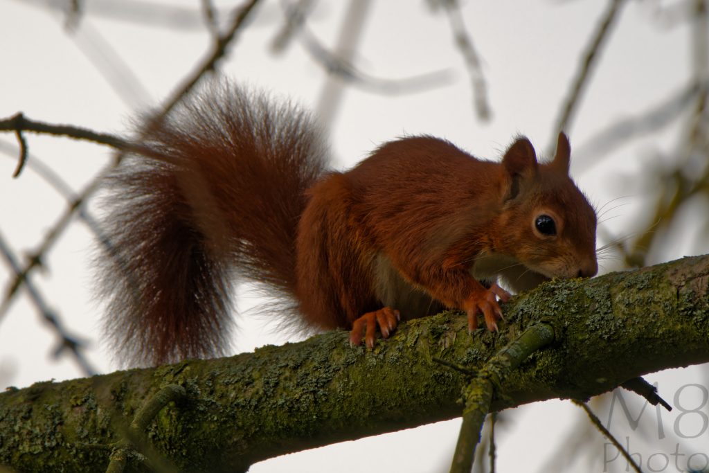 Eichhörnchen