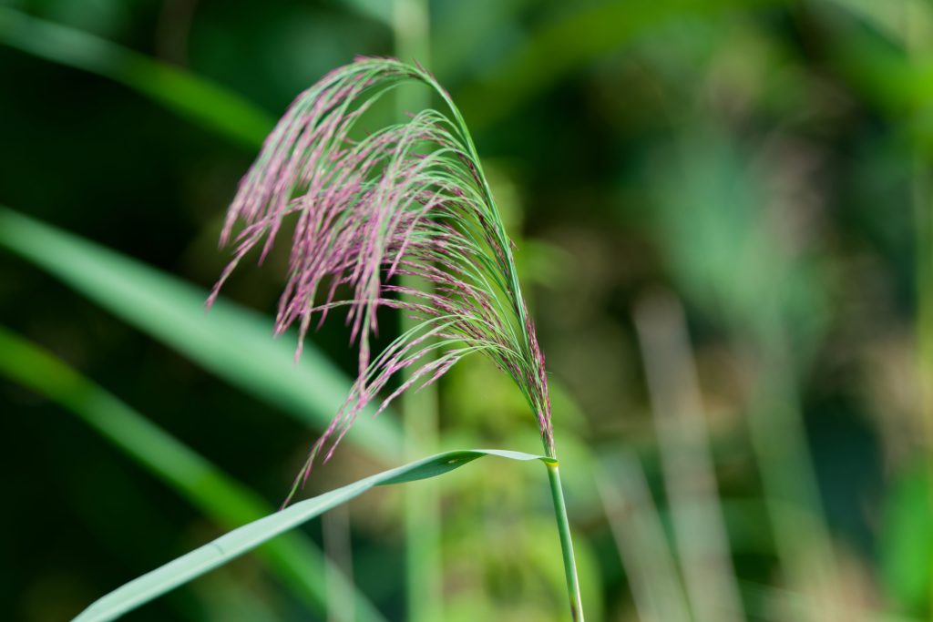 Schilfblüte