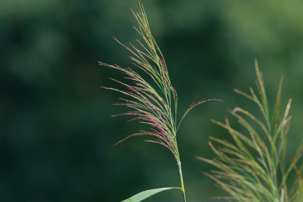 Schilfblüte
