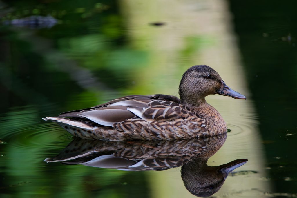 Stockente