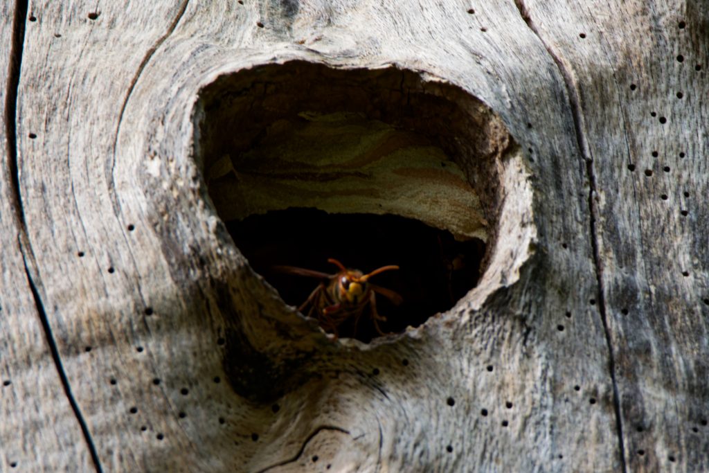 Hornissennest