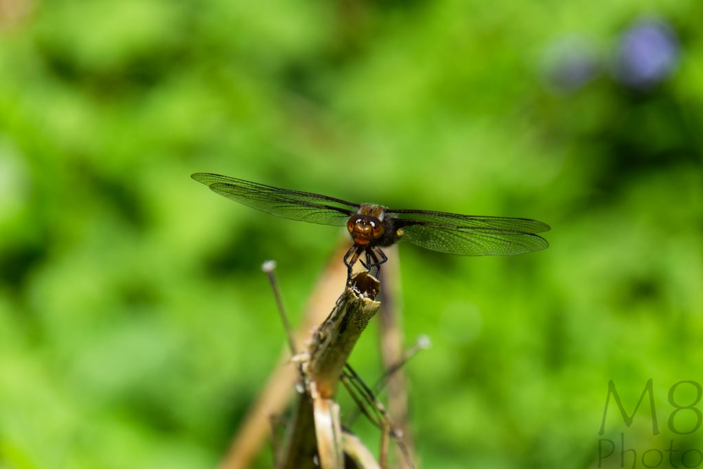 Großlibelle