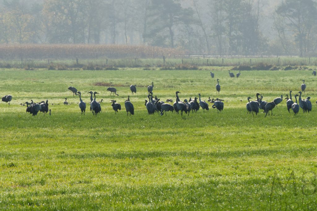 Kraniche im Teufelsmoor