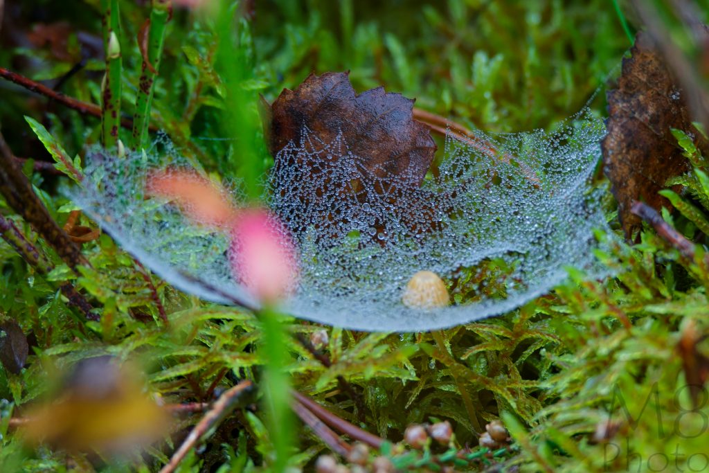 Spinnennetz