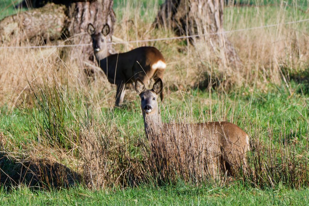 Rehe