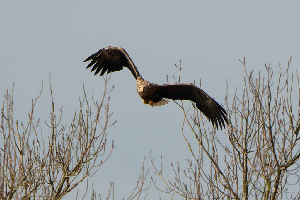 Seeadler