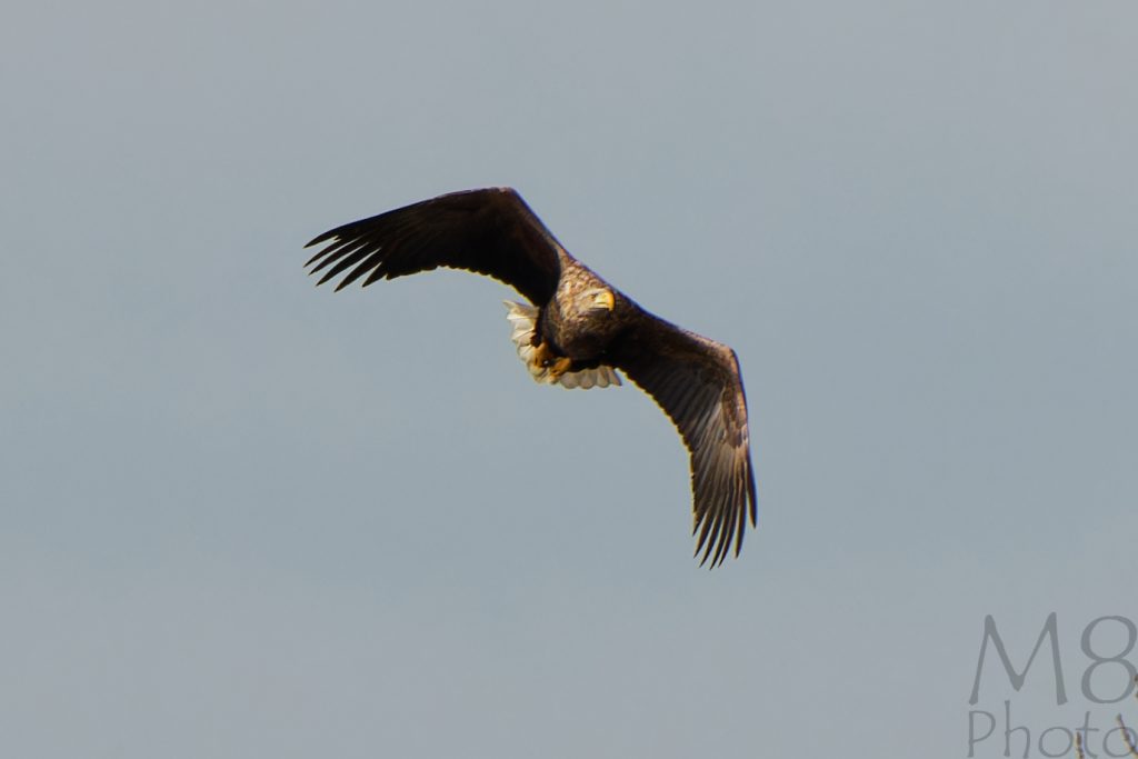 Seeadler