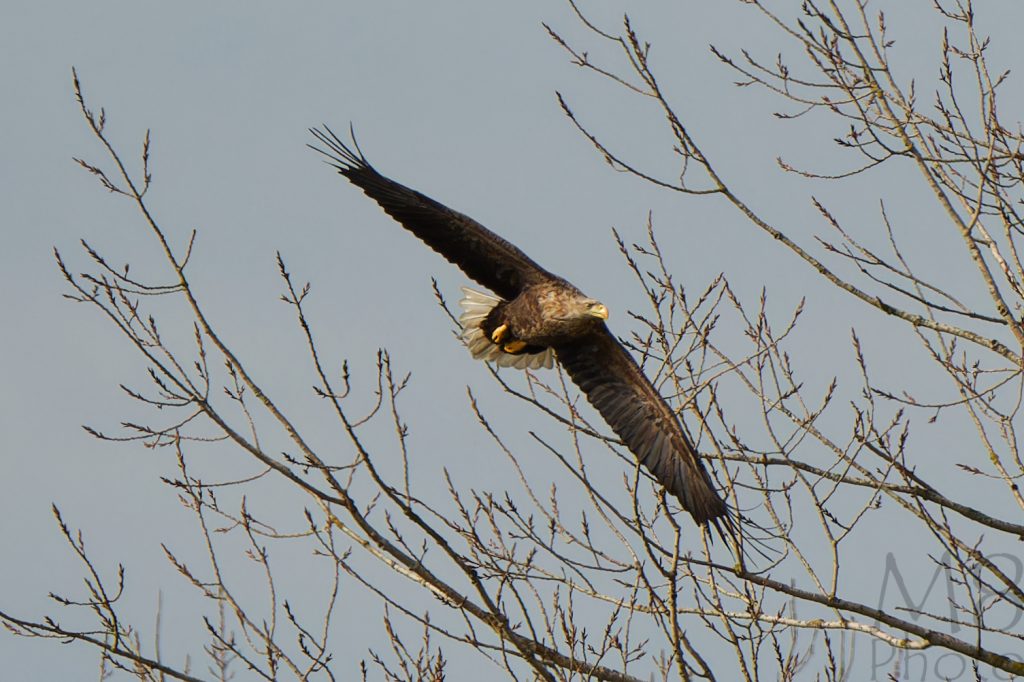 Seeadler
