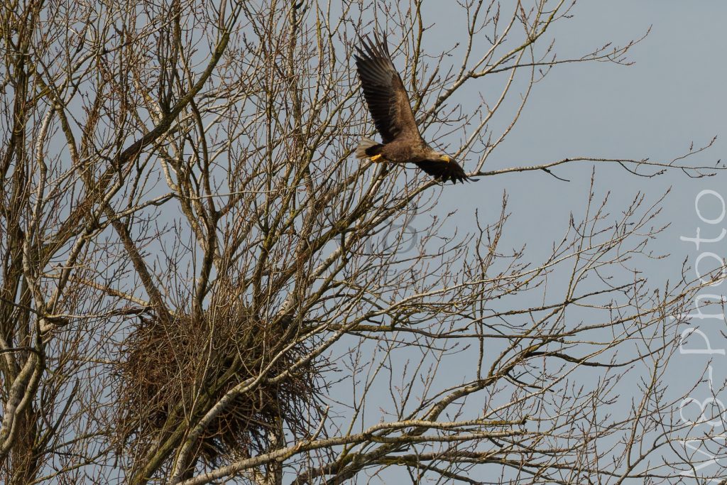 Seeadler am Horst