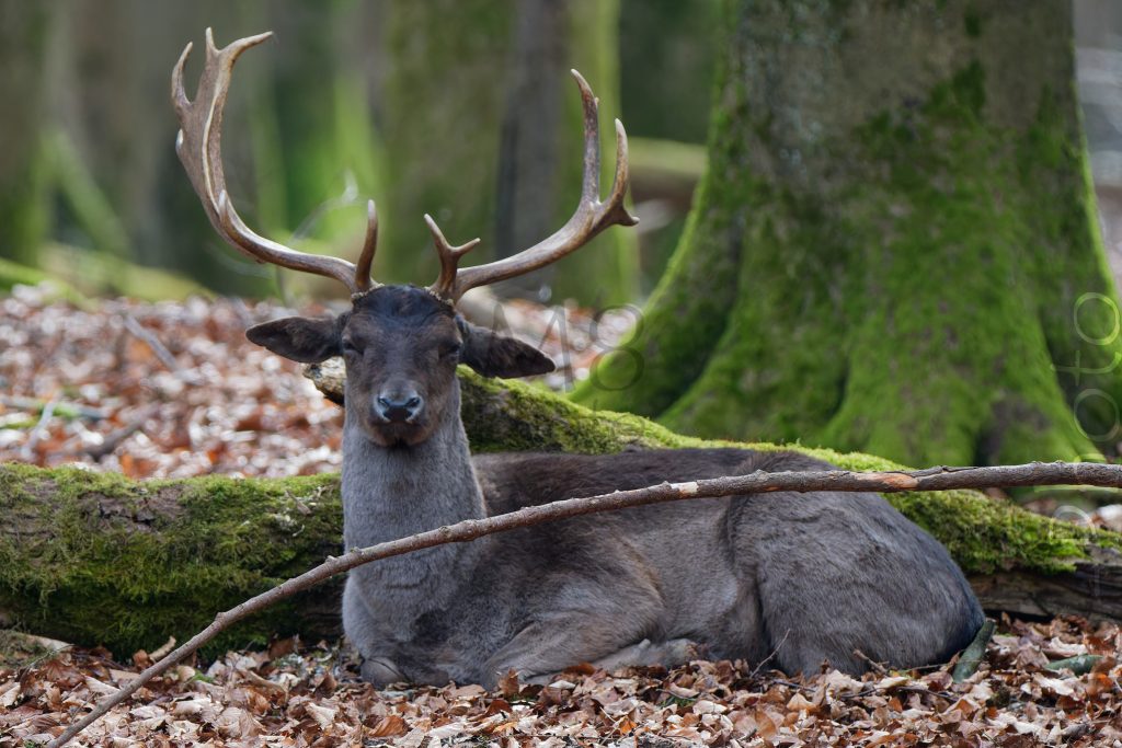 Damhirsch