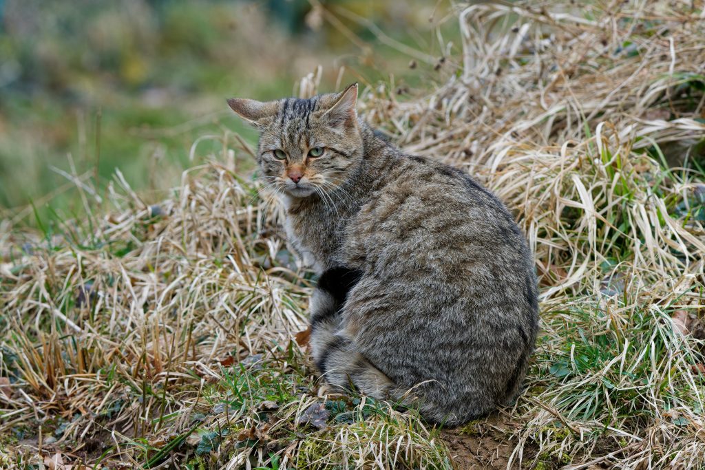Wildkatze