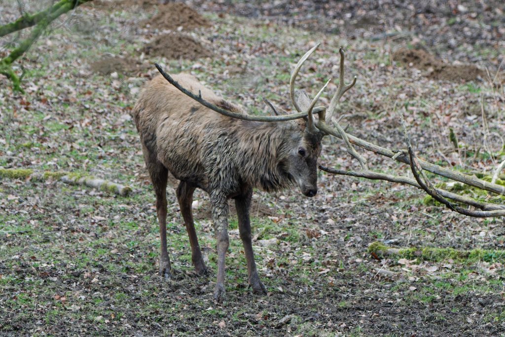 Hirsch