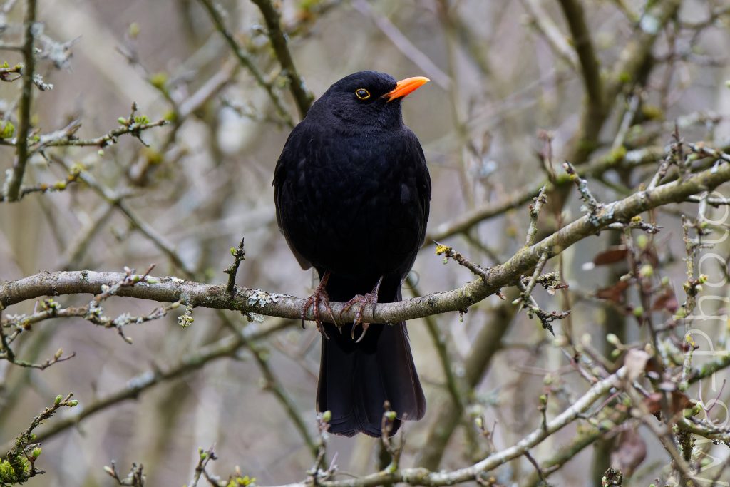 Amsel