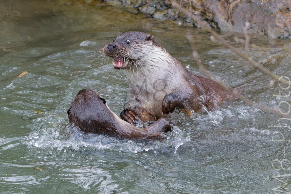 Fischotter