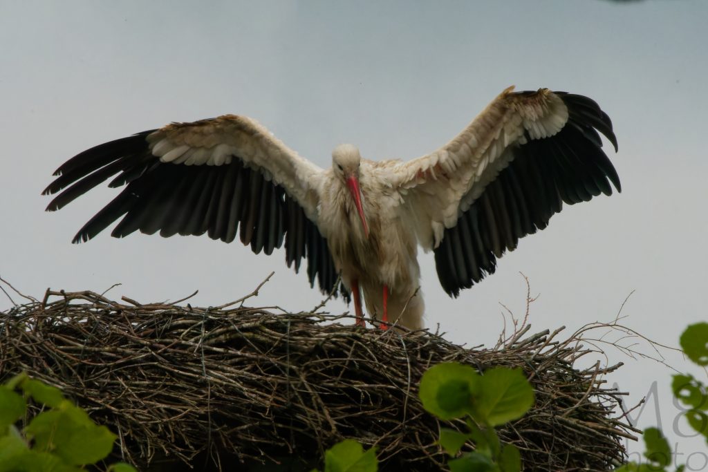 Storch