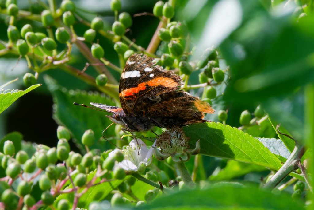 Admiral auf Brombeeren