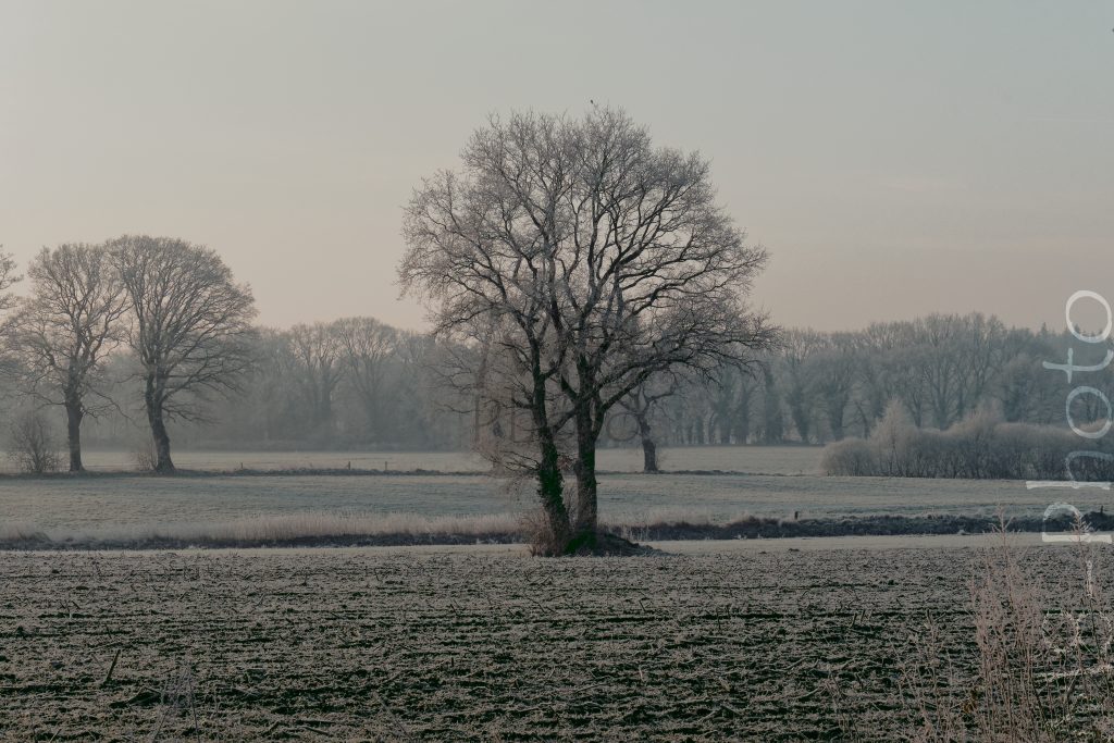 Baum auf dem Feld Richtung Hagen