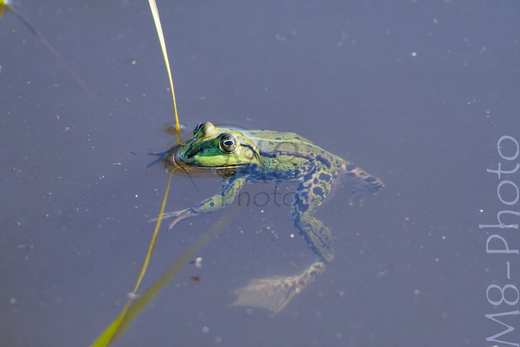 Teichfrosch