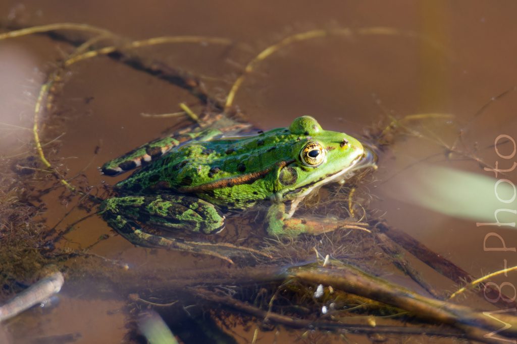Teichfrosch