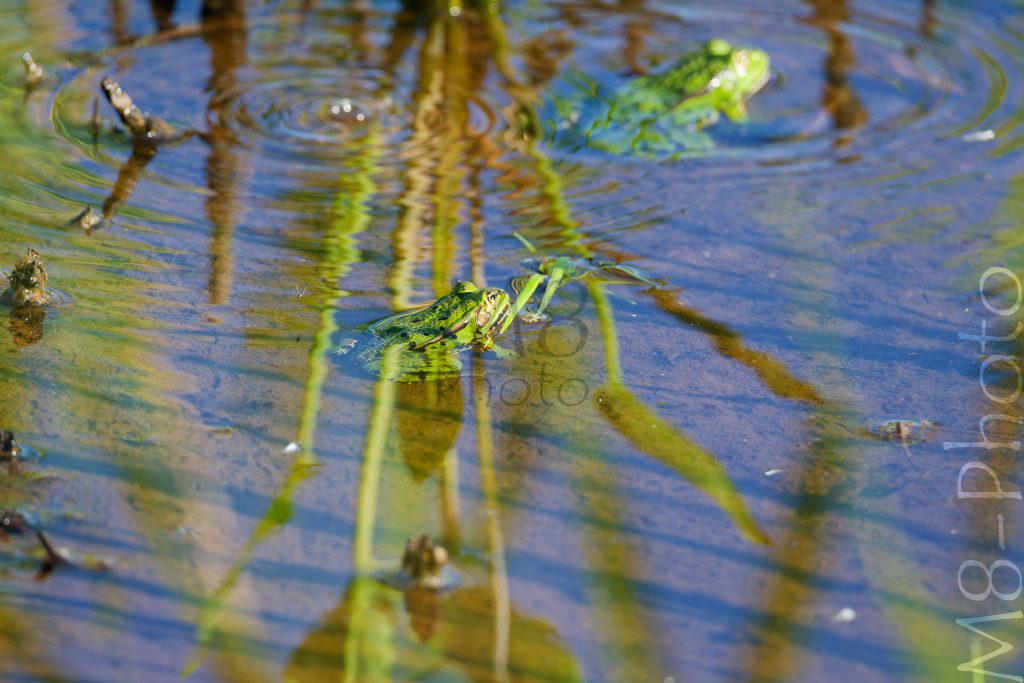 Teichfrosch