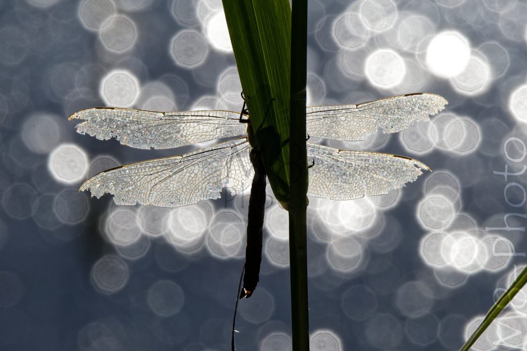 Libelle im Gegenlicht