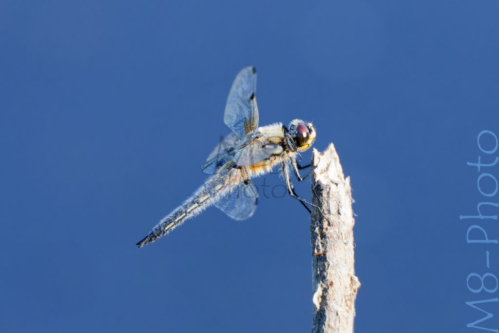 Libelle (Großer Blaupfeil?)