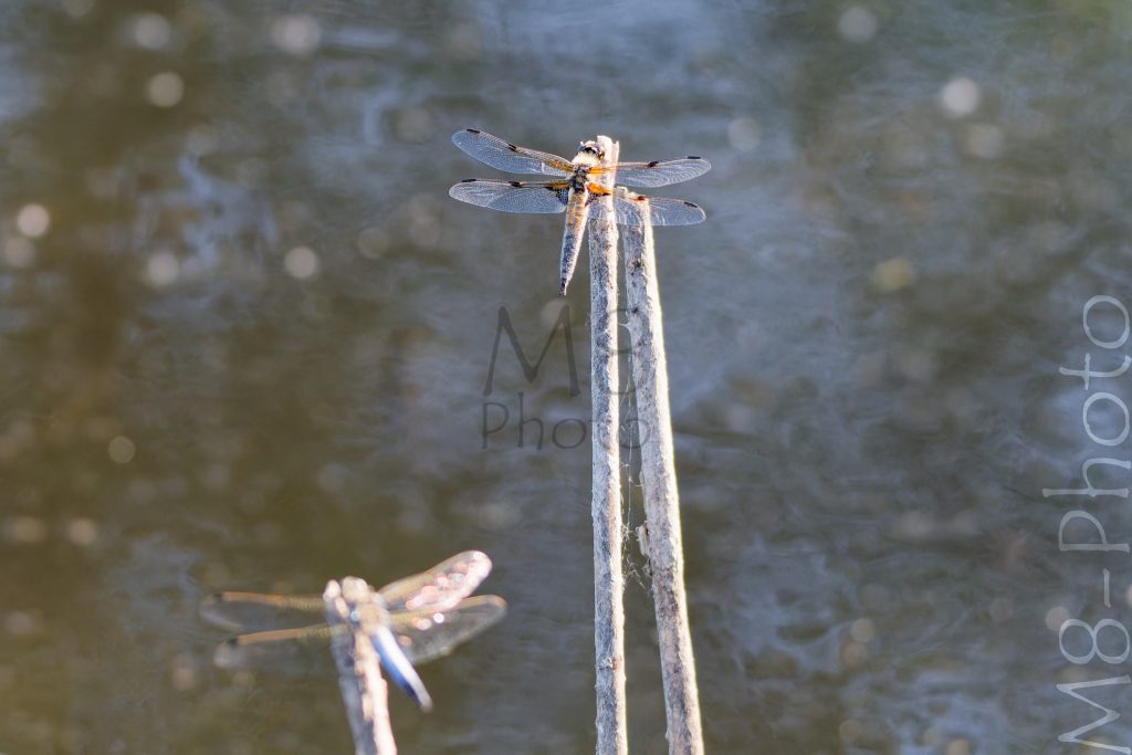 Großer Vierfleck