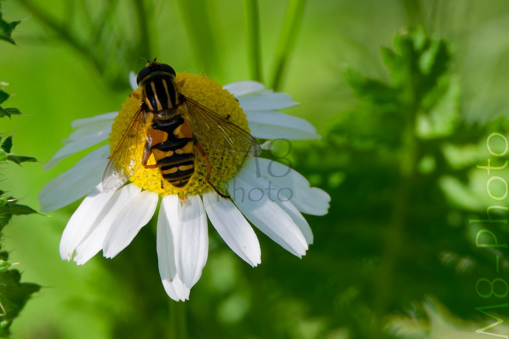 Sumpfschwebfliege
