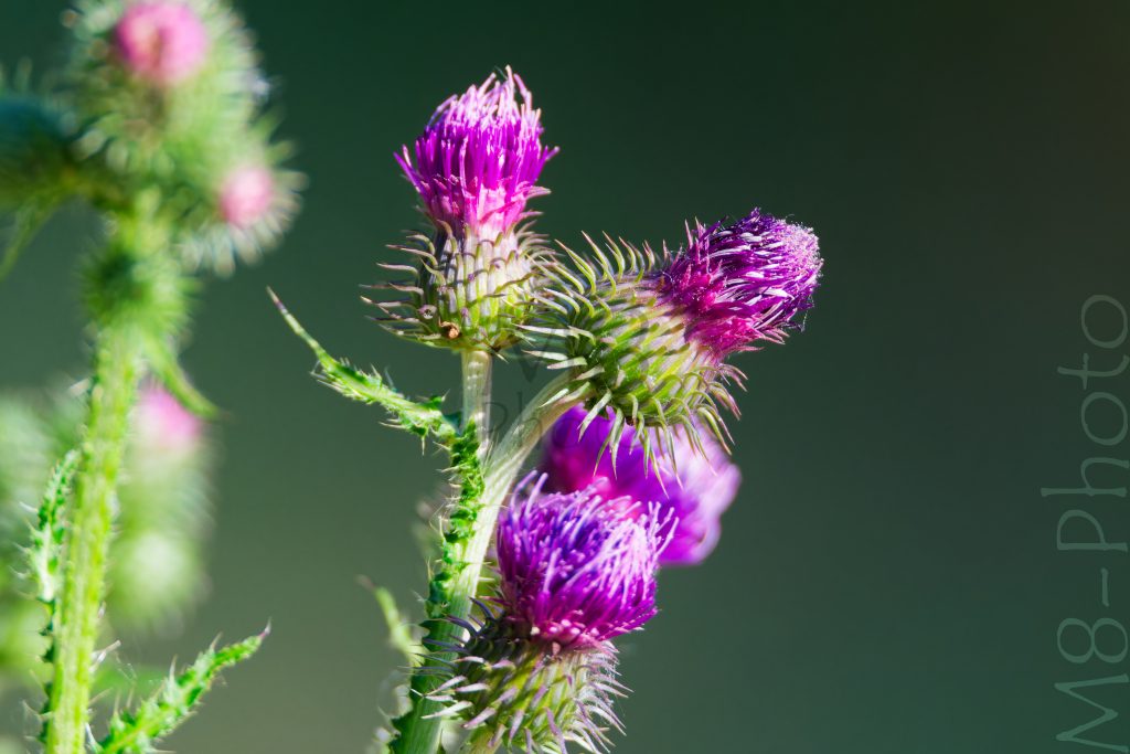Distel