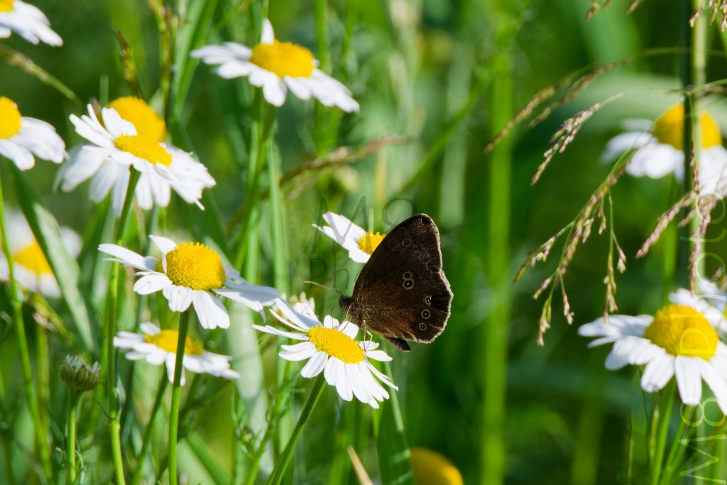 Brauner Waldvogel