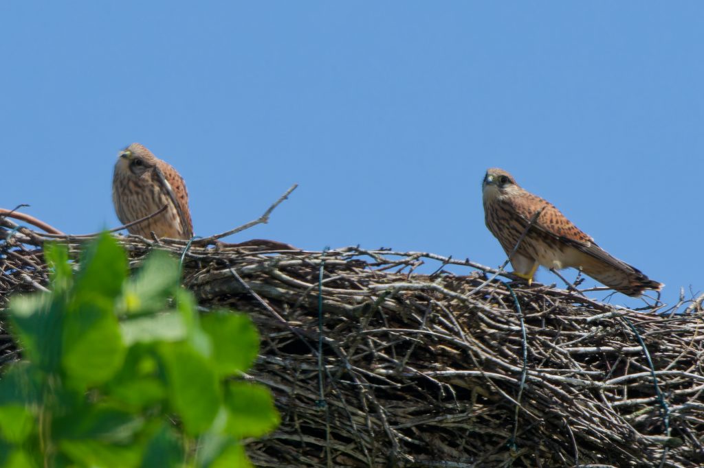 Turmfalken im Storchennest