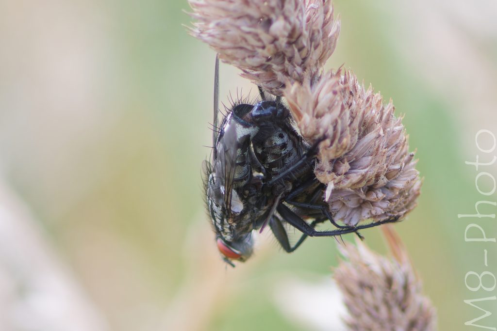 Graue Fleischfliege(n)