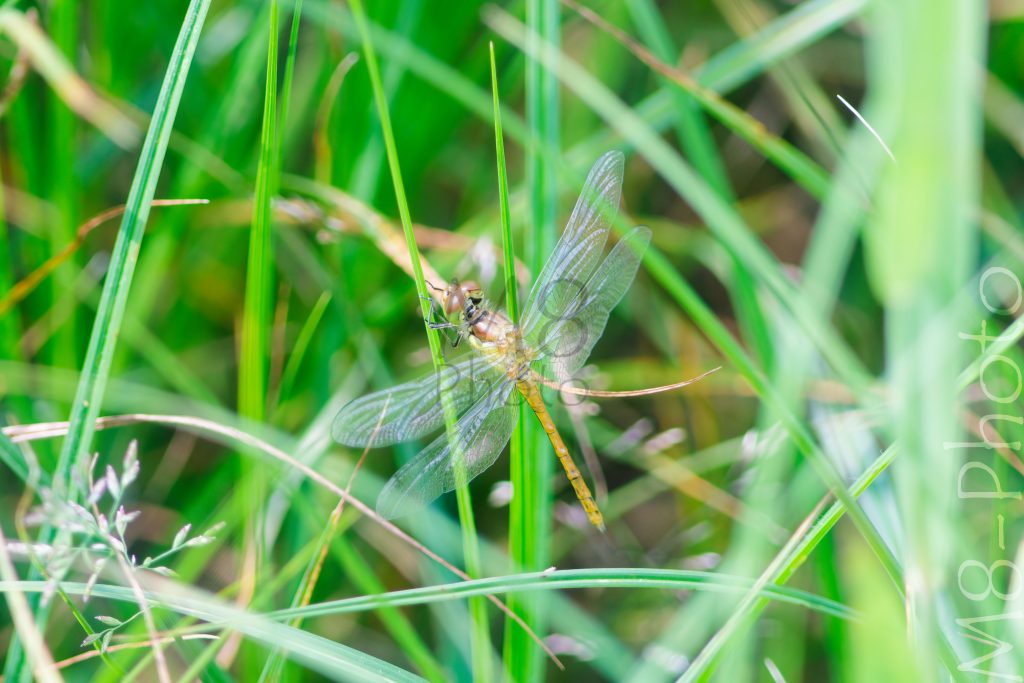 Heidelibelle