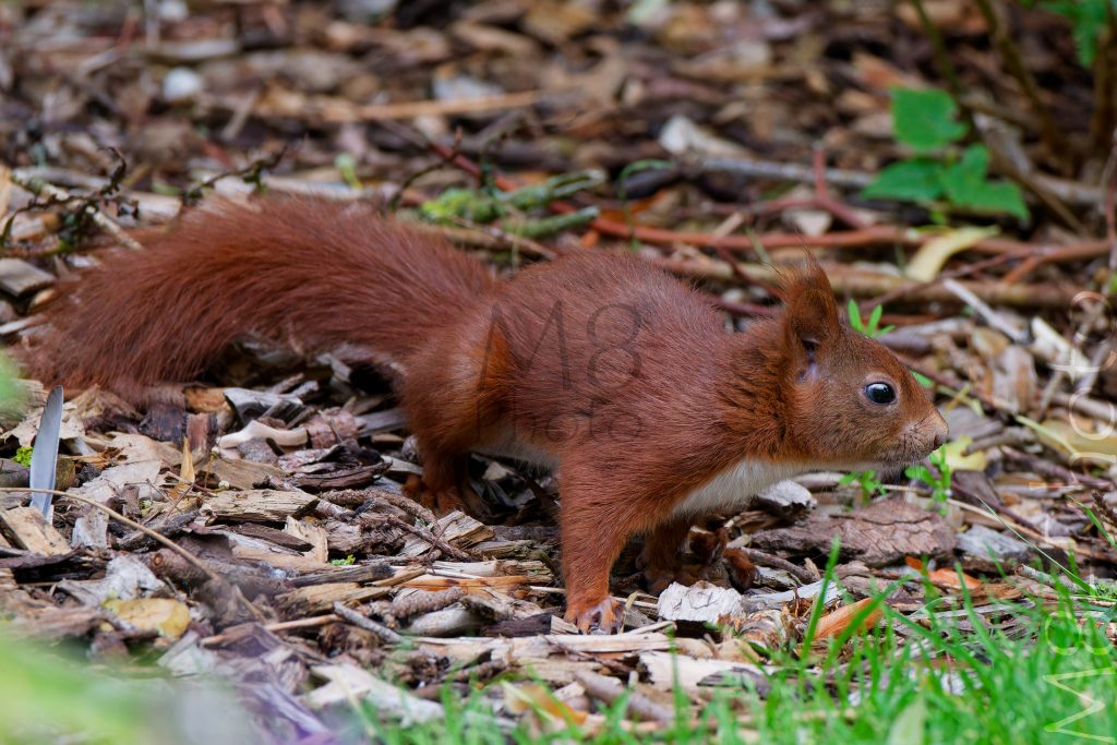 Eichhörnchen