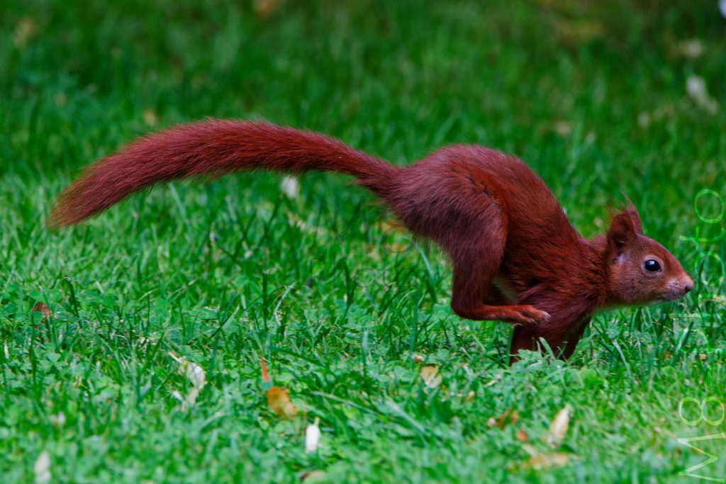 Eichhörnchen