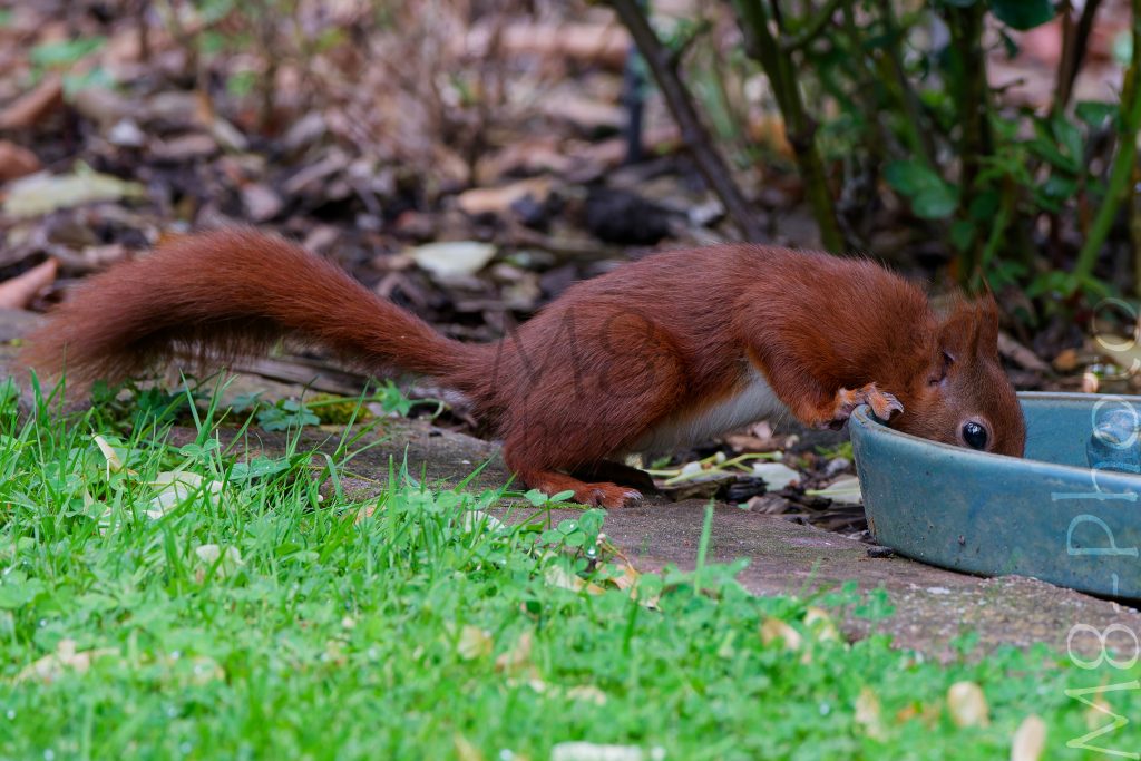 Eichhörnchen